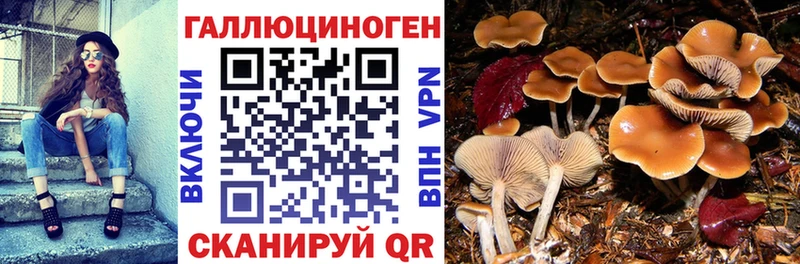 что такое   Новосокольники  Псилоцибиновые грибы прущие грибы 